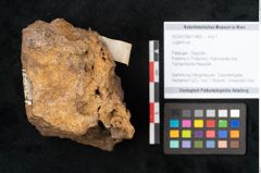 Foto (Objekt + Etikett) von Juglans sp. (NHMW-GEO-2024-0188-11469)